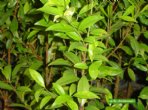 Cerejeira - Eugenia involucrata
